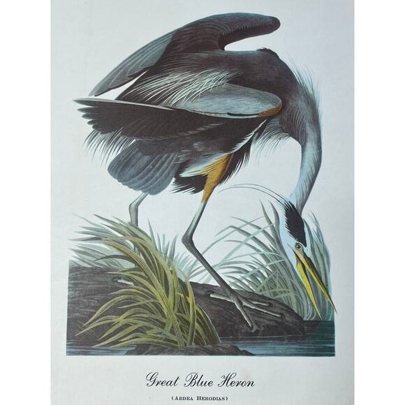 Vintage Great Blue Heron Print Art. Beautiful. Waterfowl. Birds. 12x9"  Decor - Picture 3 of 5